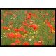 Coquelicot - Sirop