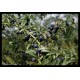 Cenelle prunelle oignon - Chutney